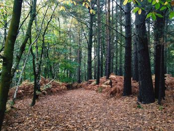 Trees in forest