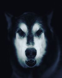 Close-up portrait of dog