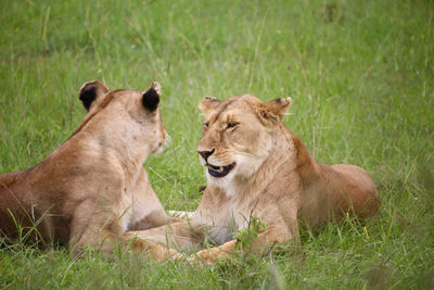 Two lionesses cuddling in masai mara plain
