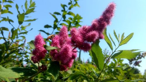 Close-up of pink flowering plant against sky