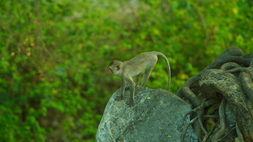 Monkeys on a tree