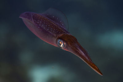 A caribbean reef squid cruises along the reef in bonaire, the netherlands. sepioteuthis sepioidea