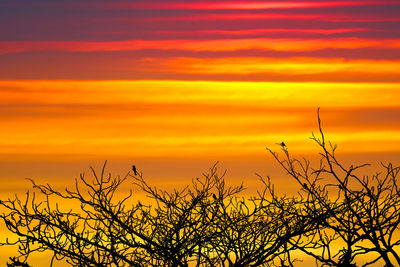 Silhouette plants against dramatic sky during sunset