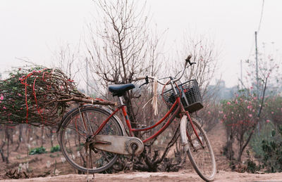 Bicycle on bare tree against sky