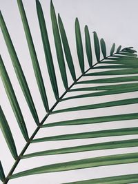 Low angle view of palm leaf