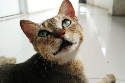 Close-up portrait of cat