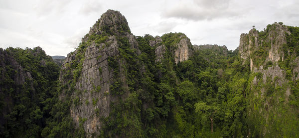 Low angle view of trees on mountain against sky