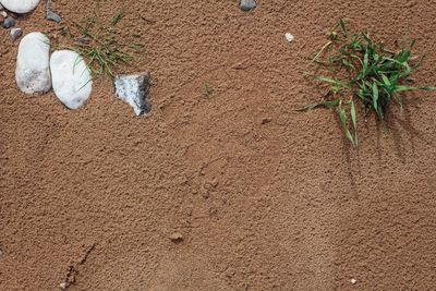 High angle view of dead plant on sand