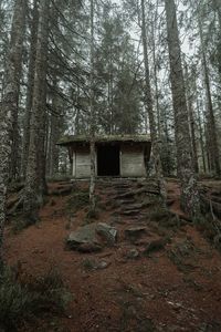 Abandoned house amidst trees in forest