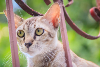 Close-up portrait of a cat