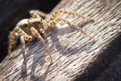 Close-up of spider on wood