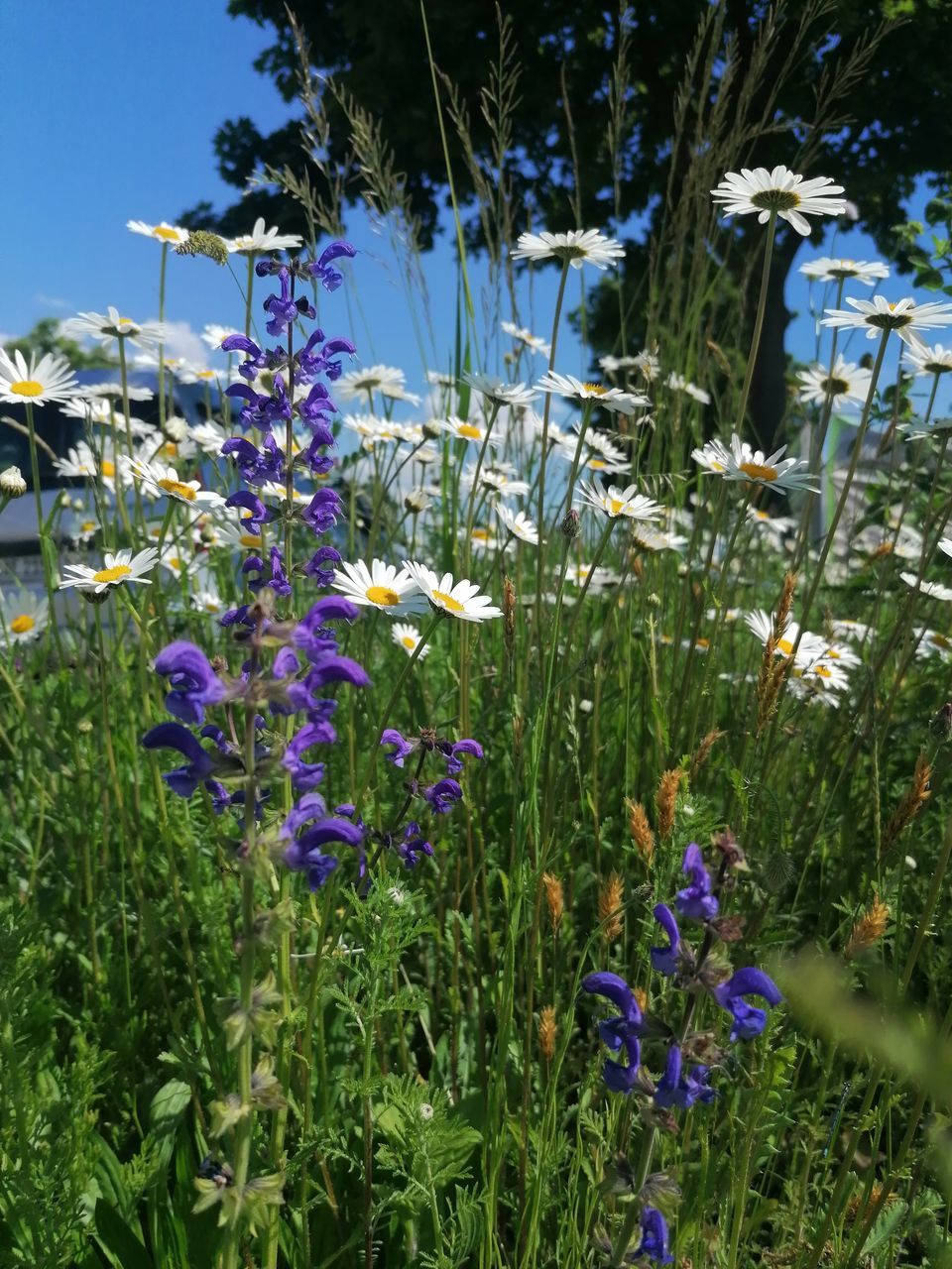 CLOSE-UP OF PURPLE FLOWERING PLANT ON FIELD