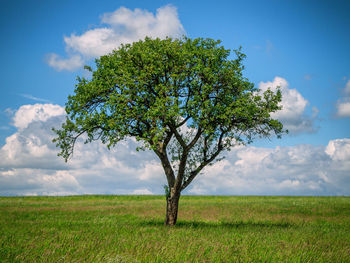 Lonely tree in summer on field against sky