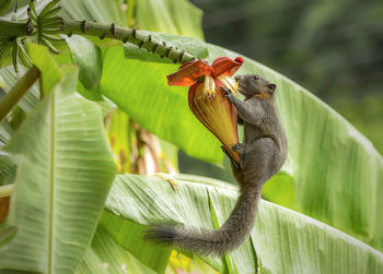 Butterfly perching on leaf