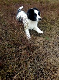 High angle view of dog on field