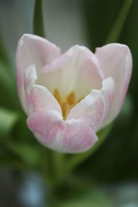 Close-up of pink rose flower