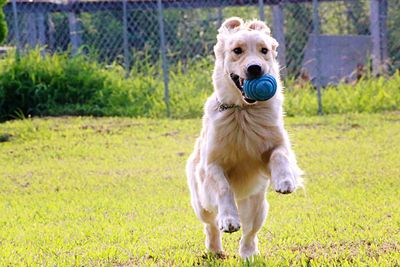 Dog on grass