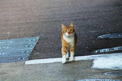 Portrait of cat sitting on road