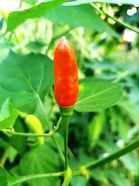 Close-up of tomato on plant