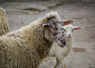 Sheep standing in a farm