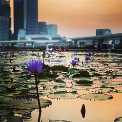 Close-up of purple lotus water at sunset
