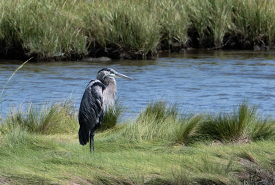 Full length of gray heron on lake