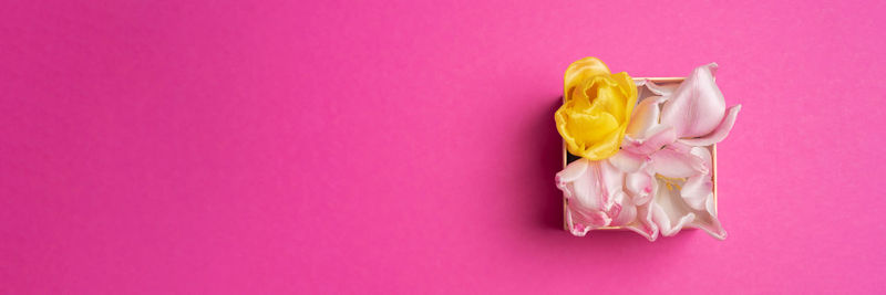 Close-up of rose against yellow background