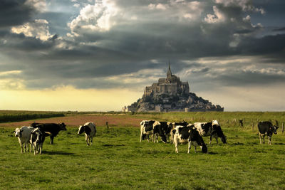 Horses grazing in a field