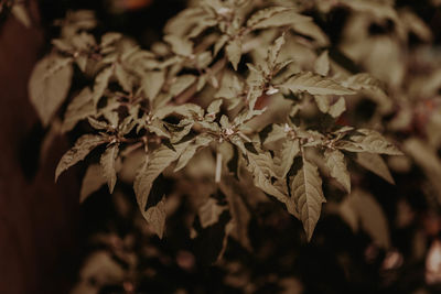 Close-up of dried leaves
