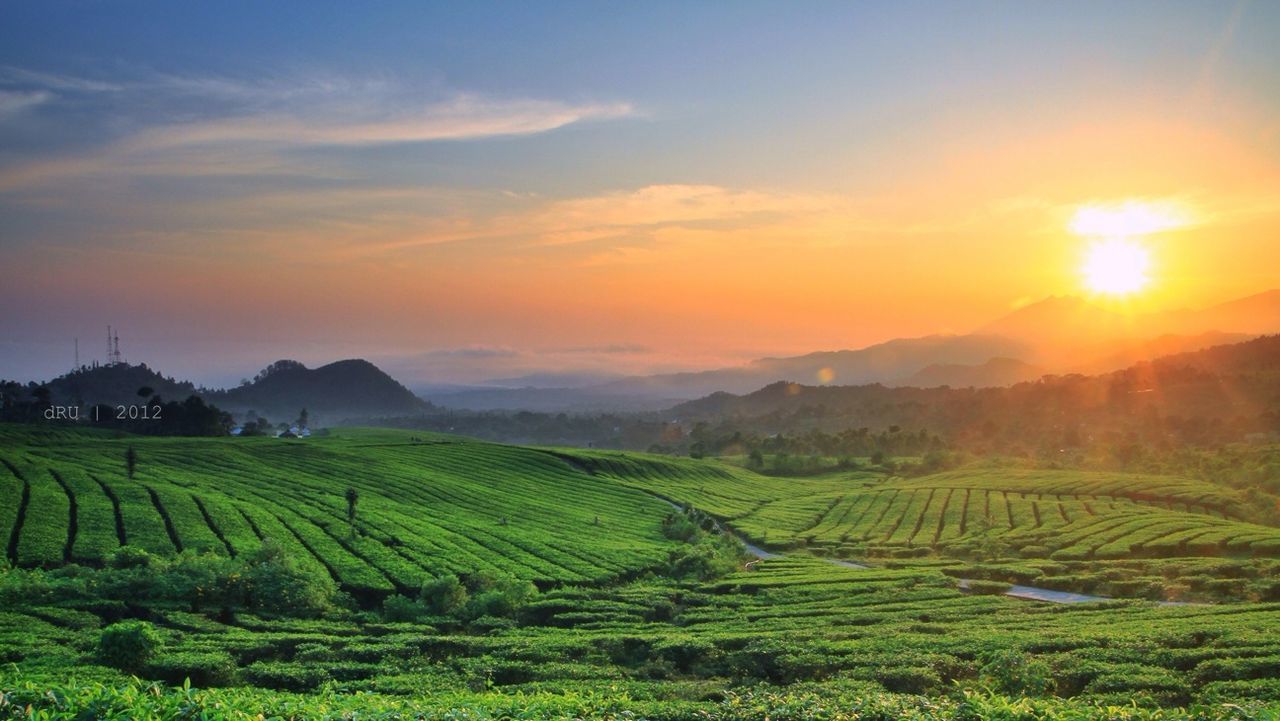 landscape, field, sunset, rural scene, tranquil scene, agriculture, scenics, tranquility, farm, beauty in nature, grass, sky, crop, nature, sun, growth, cultivated land, idyllic, sunlight, orange color