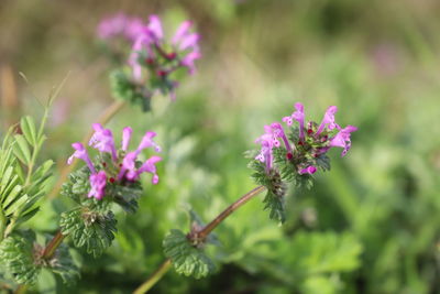 Close-up of pink flowering plants