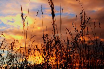 Close-up of silhouette plants on field against cloudy sky