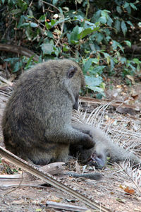 Close-up of monkey sitting
