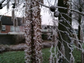 Close-up of tree during winter