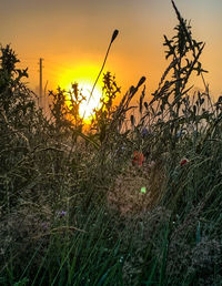 Plants growing on field against sky during sunset