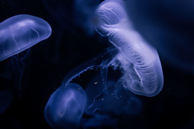 jellyfish