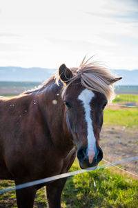 Horse standing in ranch