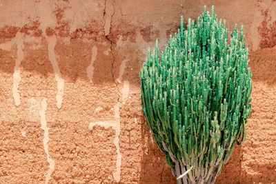 High angle view of green leaves