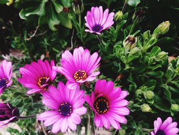 Close-up of pink flowers blooming outdoors