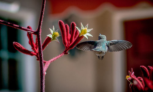 Hummingbird in flight