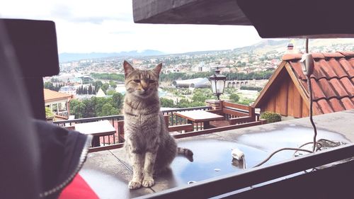 Portrait of cat sitting by window