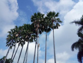 Low angle view of coconut palm trees against sky