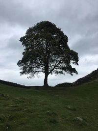 Tree on field against sky