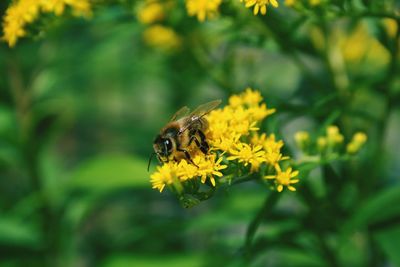 Close-up of bee pollinating on yellow flower