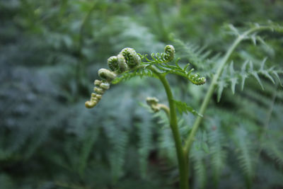 Close-up of fern