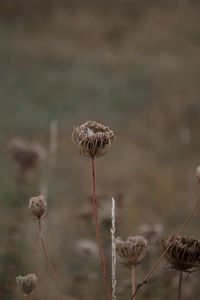 Close-up of dried plant