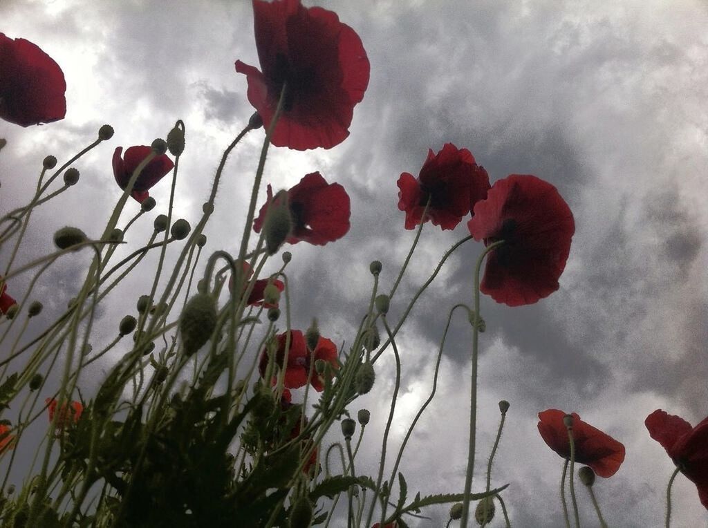 flower, red, freshness, growth, fragility, sky, beauty in nature, petal, nature, plant, cloud - sky, stem, flower head, low angle view, leaf, blooming, poppy, cloudy, cloud, close-up