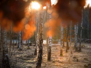 Panoramic view of trees in forest