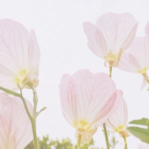 Close-up of pink flowers blooming outdoors