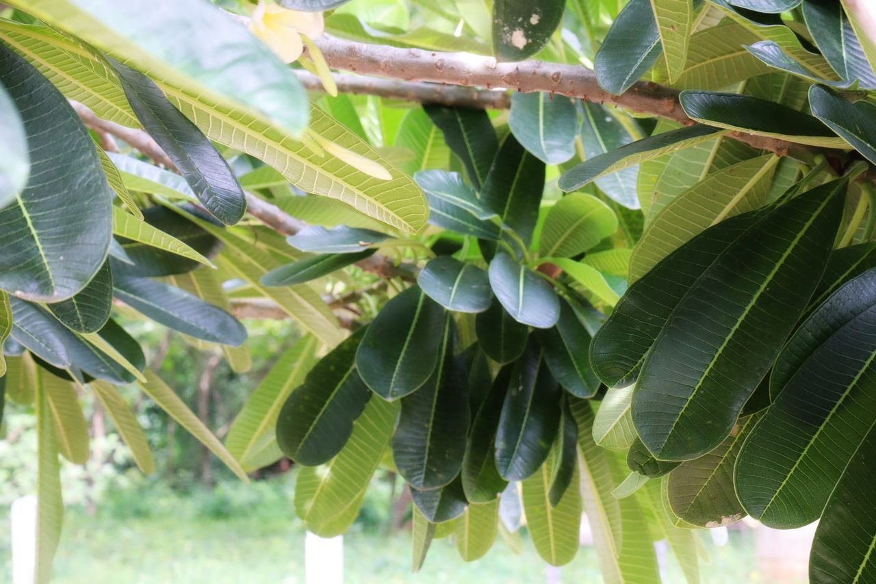 CLOSE-UP OF GREEN LEAVES